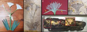 Nuevas hipótesis sobre la planta «moly» de la Odisea: un enigma botánico milenario